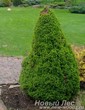 Посадка крупномера Ели канадской Коника (Picea glauca Conica) возле садовой дорожки